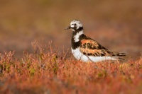 Kamenacek pestry - Arenaria interpres - Ruddy Turnstone 8375